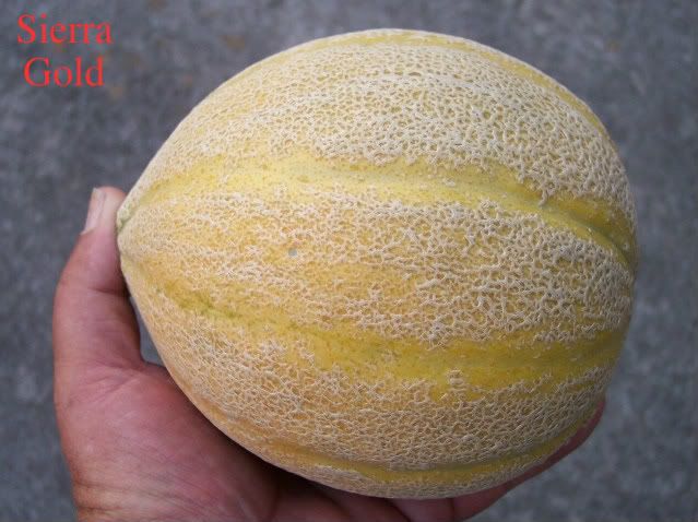 Sierra Gold photo SierraGold.jpg